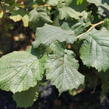 Líska obecná 'Red Majestic' - Corylus avellana 'Red Majestic'