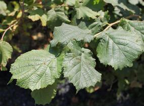 Líska obecná 'Red Majestic' - Corylus avellana 'Red Majestic'