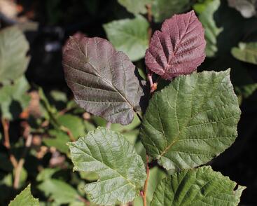 Líska největší 'Purpurea'