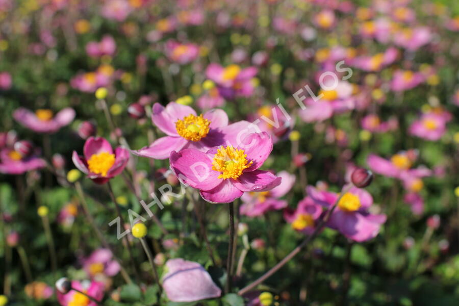 Sasanka japonská 'Fantasy Cinderella' - Anemone hupehensis 'Fantasy Cinderella'