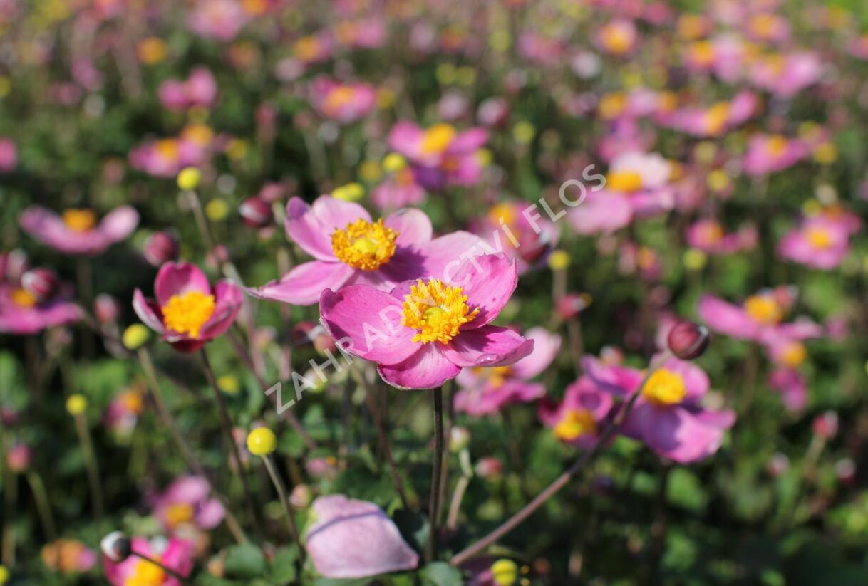 Sasanka hupejská 'Fantasy Cinderella' - Anemone hupehensis 'Fantasy Cinderella'