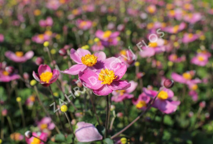 Sasanka hupejská 'Fantasy Cinderella' - Anemone hupehensis 'Fantasy Cinderella'