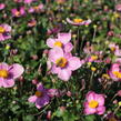 Sasanka japonská 'Fantasy Cinderella' - Anemone hupehensis 'Fantasy Cinderella'