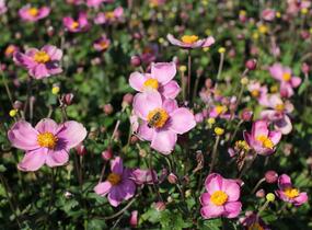 Sasanka hupejská 'Fantasy Cinderella' - Anemone hupehensis 'Fantasy Cinderella'
