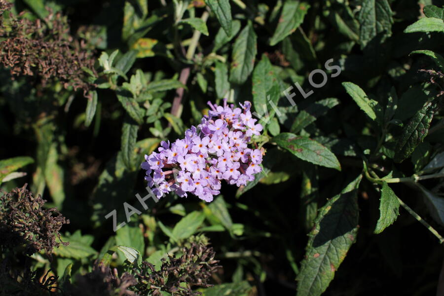 Motýlí keř, Komule Davidova 'Summer Bird Violet' - Buddleja davidii 'Summer Bird Violet'