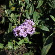 Motýlí keř, Komule Davidova 'Summer Bird Violet' - Buddleja davidii 'Summer Bird Violet'