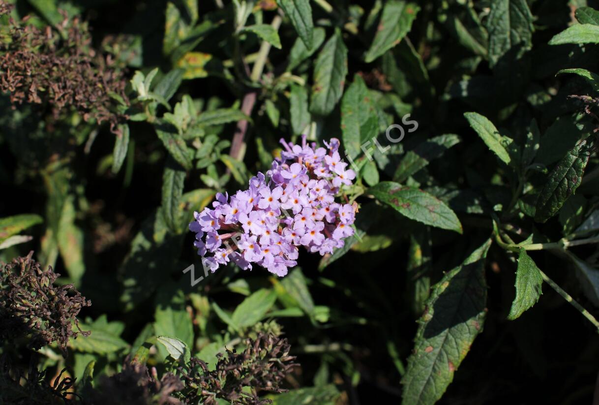 Motýlí keř, Komule Davidova 'Summer Bird Violet' - Buddleja davidii 'Summer Bird Violet'
