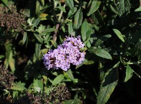Motýlí keř, Komule Davidova 'Summer Bird Violet' - Buddleja davidii 'Summer Bird Violet'