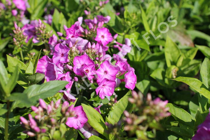 Plamenka latnatá 'Adessa Compact Purple' - Phlox paniculata 'Adessa Compact Purple'