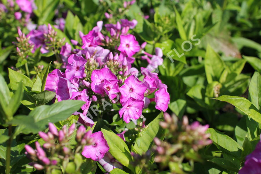 Plamenka latnatá 'Adessa Compact Purple' - Phlox paniculata 'Adessa Compact Purple'