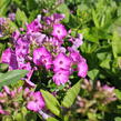 Plamenka latnatá 'Adessa Compact Purple' - Phlox paniculata 'Adessa Compact Purple'