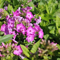 Plamenka latnatá 'Adessa Compact Purple' - Phlox paniculata 'Adessa Compact Purple'