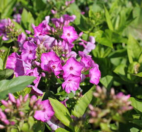 Plamenka latnatá 'Adessa Compact Purple' - Phlox paniculata 'Adessa Compact Purple'