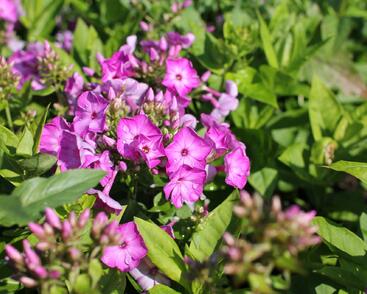 Plamenka latnatá 'Adessa Compact Purple'
