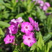Plamenka latnatá 'Adessa Compact Purple' - Phlox paniculata 'Adessa Compact Purple'