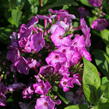 Plamenka latnatá 'Adessa Compact Purple' - Phlox paniculata 'Adessa Compact Purple'