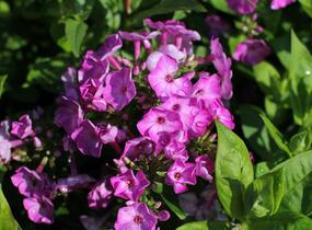 Plamenka latnatá 'Adessa Compact Purple' - Phlox paniculata 'Adessa Compact Purple'