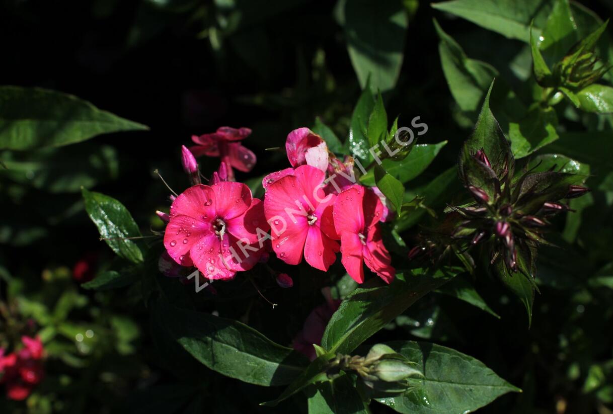 Plamenka latnatá 'Adessa Compact Orange' - Phlox paniculata 'Adessa Compact Orange'