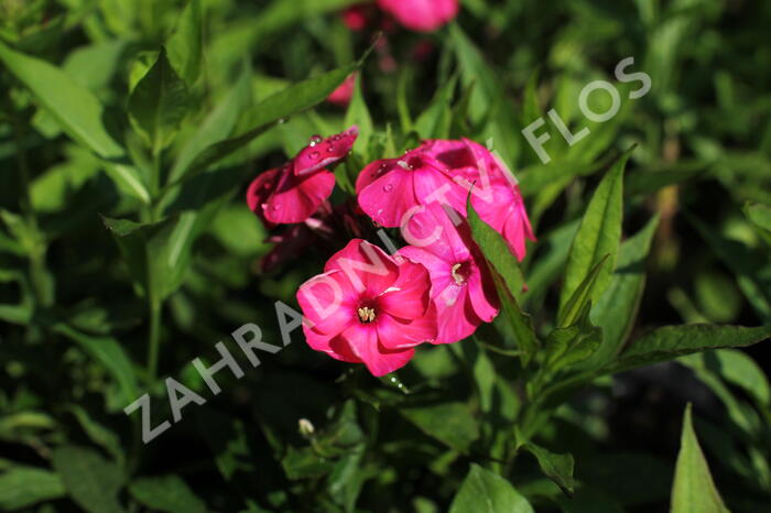 Plamenka latnatá 'Adessa Compact Orange' - Phlox paniculata 'Adessa Compact Orange'