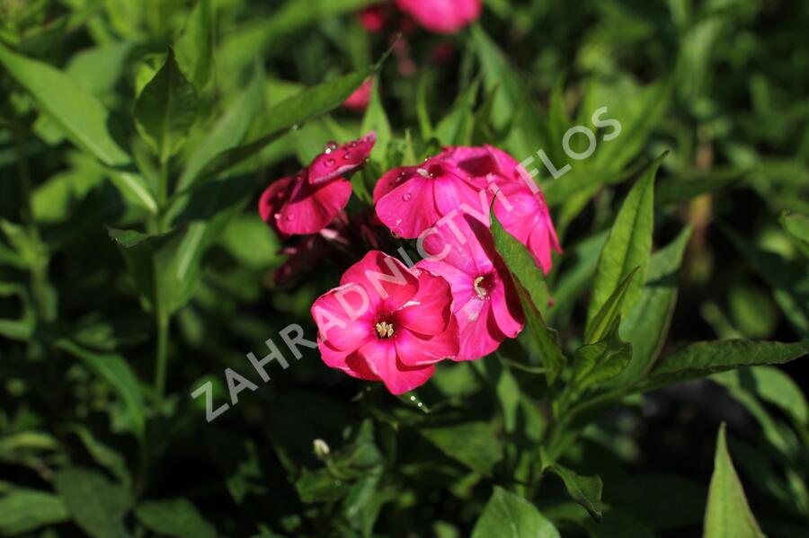 Plamenka latnatá 'Adessa Compact Orange' - Phlox paniculata 'Adessa Compact Orange'
