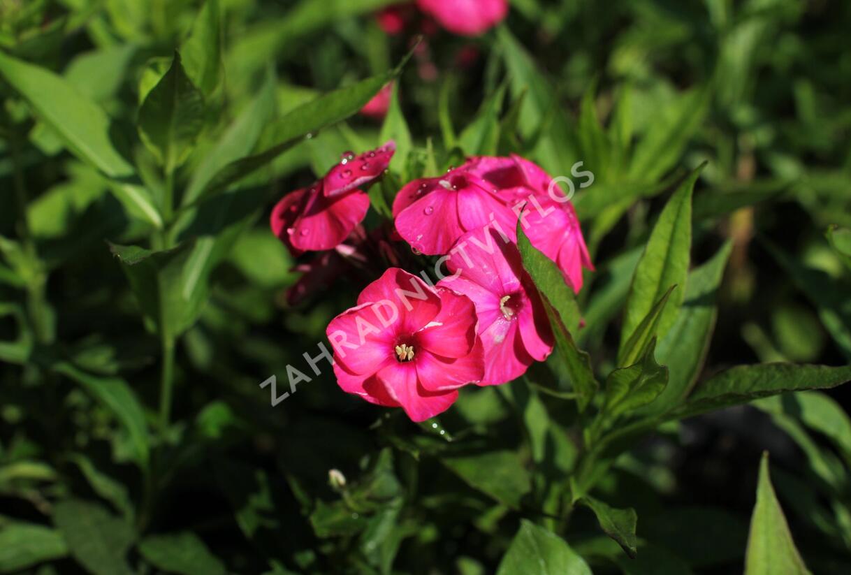 Plamenka latnatá 'Adessa Compact Orange' - Phlox paniculata 'Adessa Compact Orange'