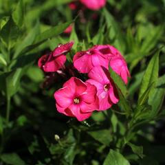 Plamenka latnatá 'Adessa Compact Orange' - Phlox paniculata 'Adessa Compact Orange'