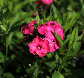 Plamenka latnatá 'Adessa Compact Orange' - Phlox paniculata 'Adessa Compact Orange'