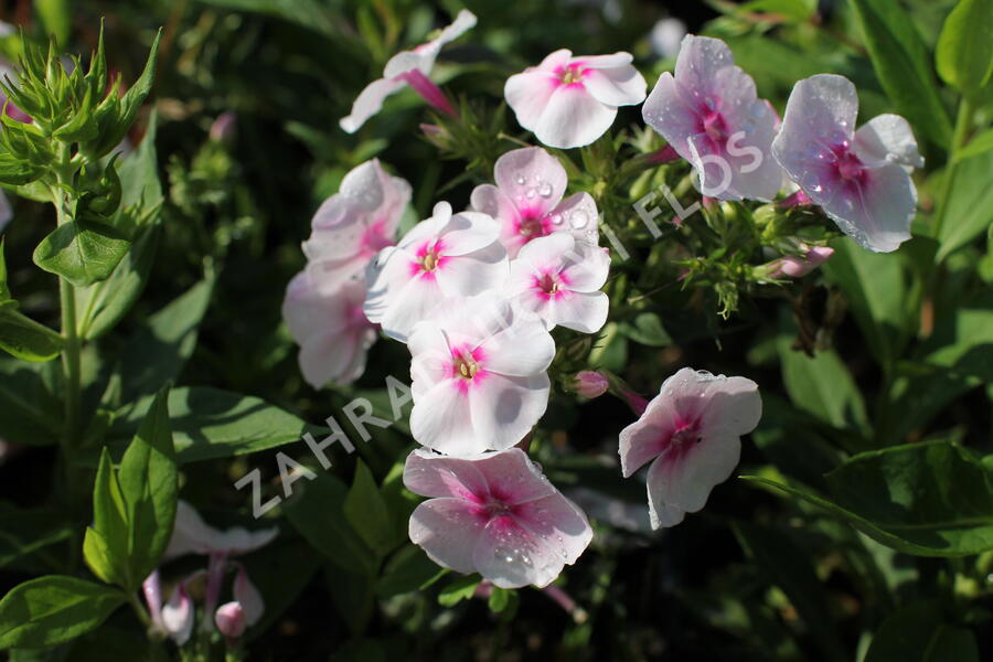 Plamenka latnatá 'Adessa Compact Pink Star' - Phlox paniculata 'Adessa Compact Pink Star'