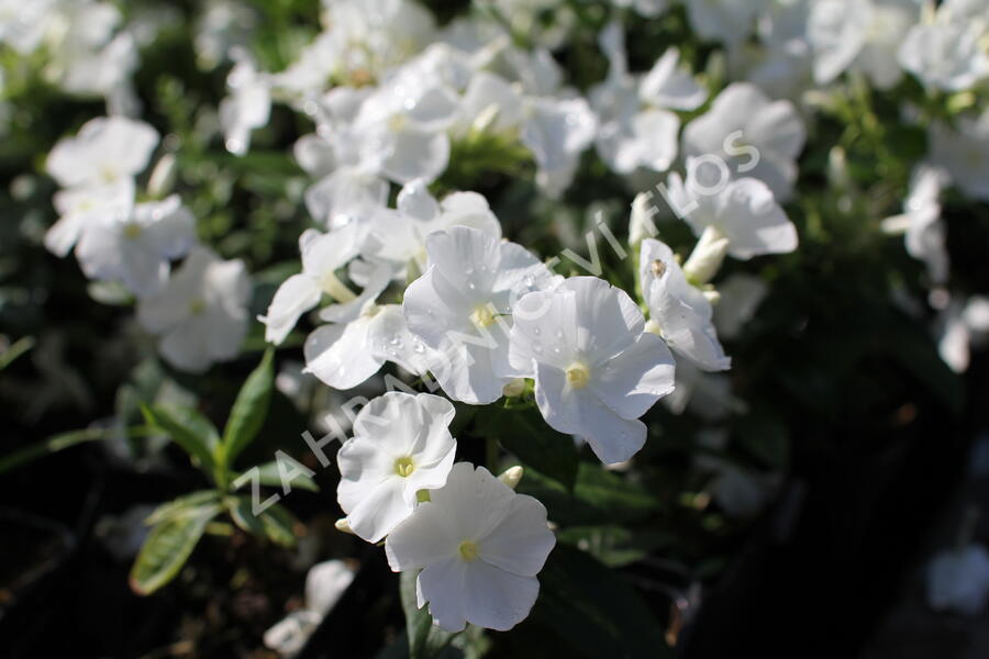 Plamenka latnatá 'Adessa Compact White' - Phlox paniculata 'Adessa Compact White'