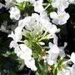 Plamenka latnatá 'Adessa Compact White' - Phlox paniculata 'Adessa Compact White'