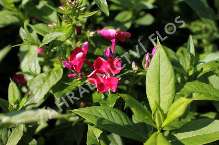 Plamenka latnatá 'Adessa Compact Fire' - Phlox paniculata 'Adessa Compact Fire'