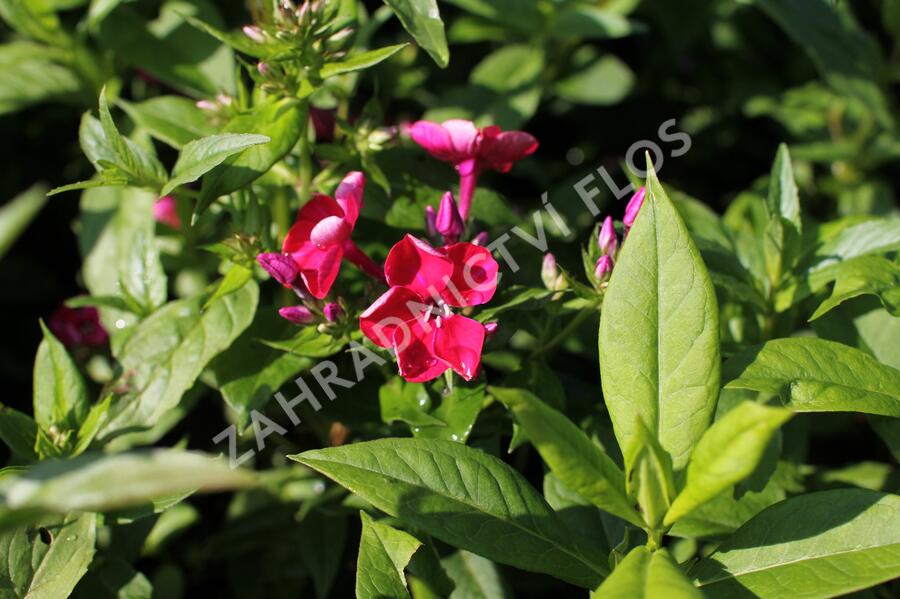 Plamenka latnatá 'Adessa Compact Fire' - Phlox paniculata 'Adessa Compact Fire'