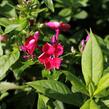 Plamenka latnatá 'Adessa Compact Fire' - Phlox paniculata 'Adessa Compact Fire'