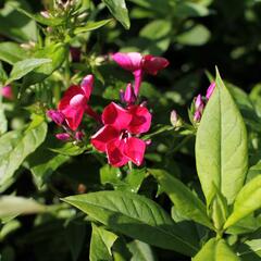 Plamenka latnatá 'Adessa Compact Fire' - Phlox paniculata 'Adessa Compact Fire'