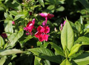 Plamenka latnatá 'Adessa Compact Fire' - Phlox paniculata 'Adessa Compact Fire'