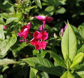 Plamenka latnatá 'Adessa Compact Fire' - Phlox paniculata 'Adessa Compact Fire'