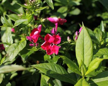 Plamenka latnatá 'Adessa Compact Fire'