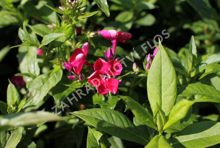 Plamenka latnatá 'Adessa Compact Fire' - Phlox paniculata 'Adessa Compact Fire'