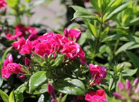Plamenka latnatá 'Adessa Compact Fire' - Phlox paniculata 'Adessa Compact Fire'