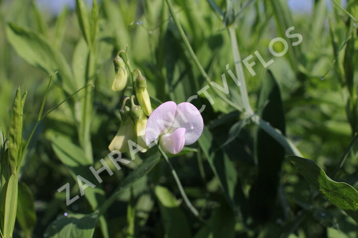 Hrachor širokolistý 'Pink Pearl' - Lathyrus latifolius 'Pink Pearl'