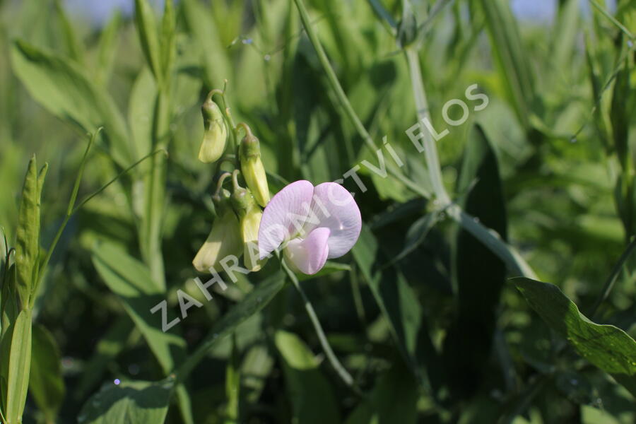 Hrachor širokolistý 'Pink Pearl' - Lathyrus latifolius 'Pink Pearl'