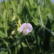 Hrachor širokolistý 'Pink Pearl' - Lathyrus latifolius 'Pink Pearl'