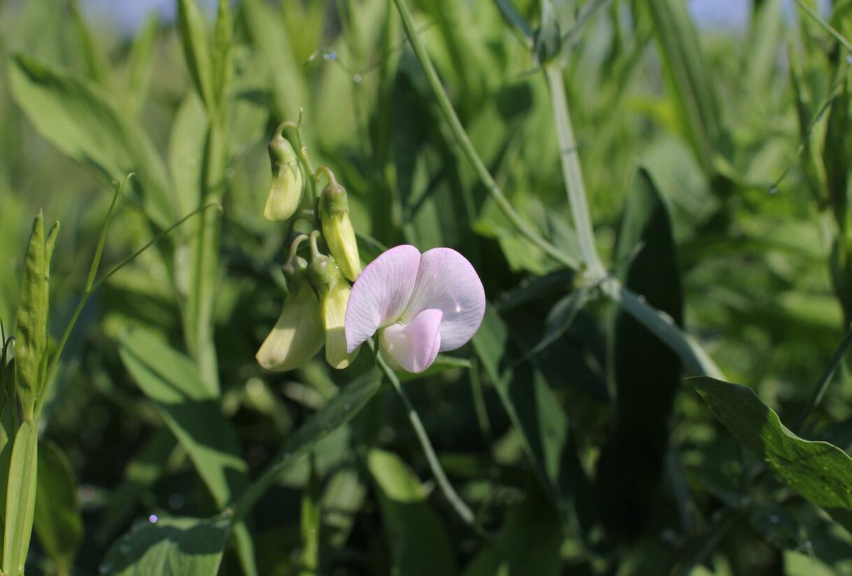 Hrachor širokolistý 'Pink Pearl' - Lathyrus latifolius 'Pink Pearl'