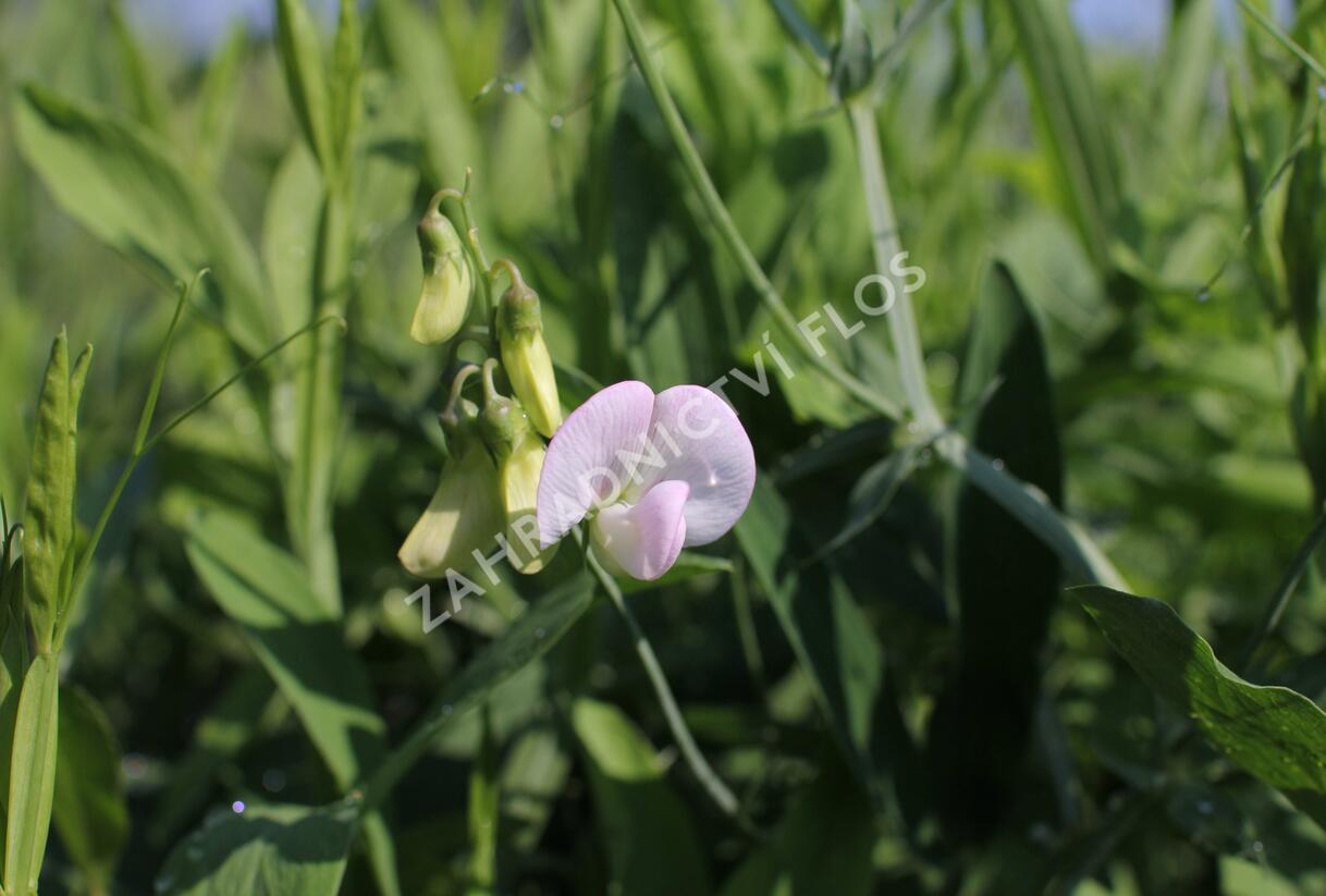 Hrachor širokolistý 'Pink Pearl' - Lathyrus latifolius 'Pink Pearl'
