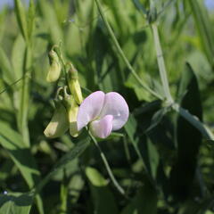 Hrachor širokolistý 'Pink Pearl' - Lathyrus latifolius 'Pink Pearl'