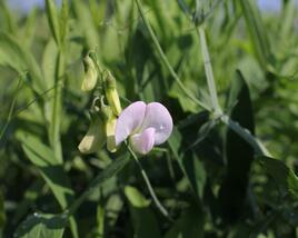 Hrachor širokolistý 'Pink Pearl'