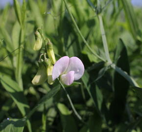 Hrachor širokolistý 'Pink Pearl' - Lathyrus latifolius 'Pink Pearl'