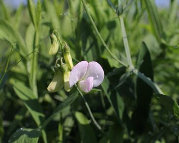 Hrachor širokolistý 'Pink Pearl'
