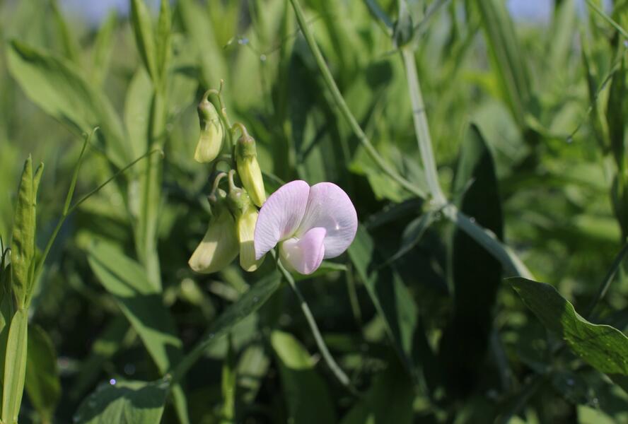 Hrachor širokolistý 'Pink Pearl' - Lathyrus latifolius 'Pink Pearl'