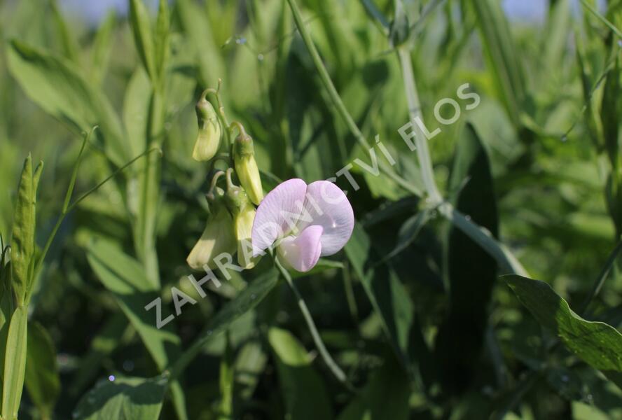 Hrachor širokolistý 'Pink Pearl' - Lathyrus latifolius 'Pink Pearl'